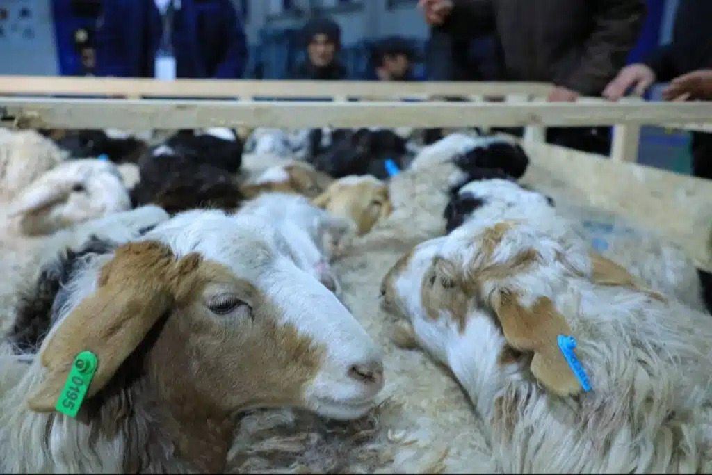 Exporting 100,000 Sheep to Uzbekistan