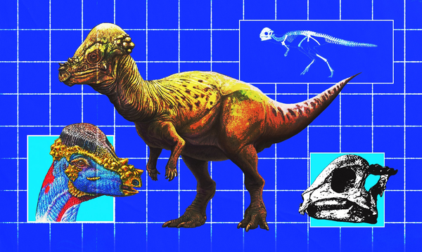 Rare Dinosaur Unearthed in Mongolia